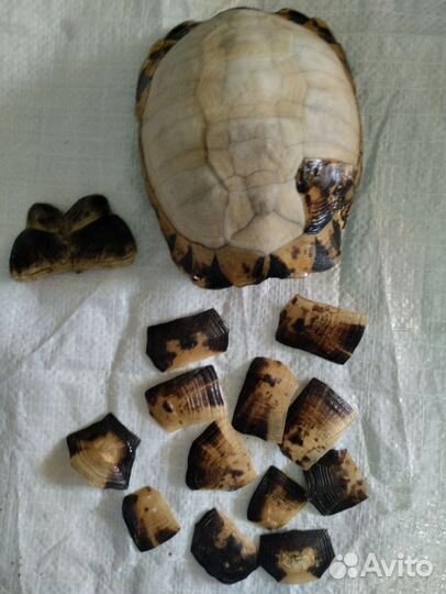 Черепаха сухопутная