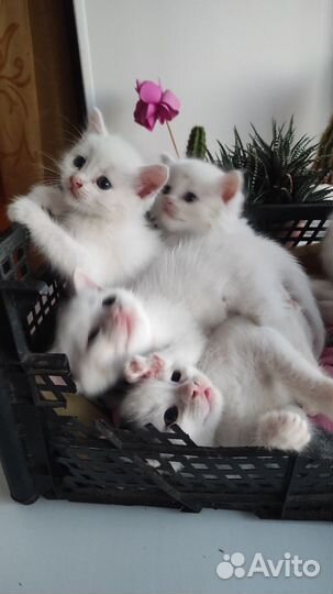 Котята ищут дом