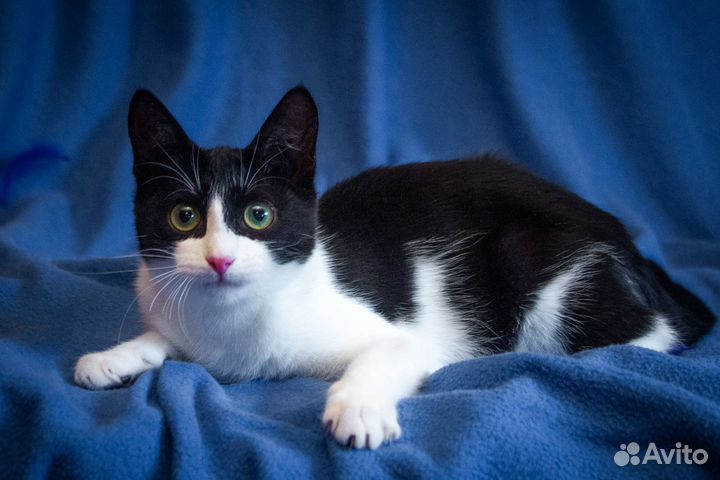 Милочка в добрые руки