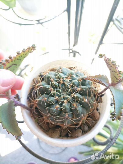 Цветы на доставку