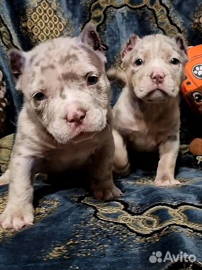 Американский булли