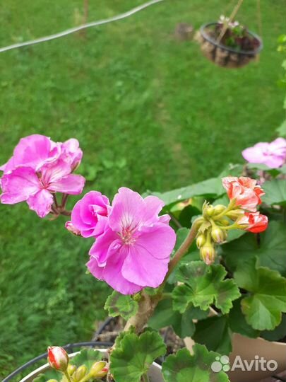 Герань пеларгония