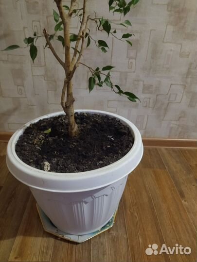 Бенджамина