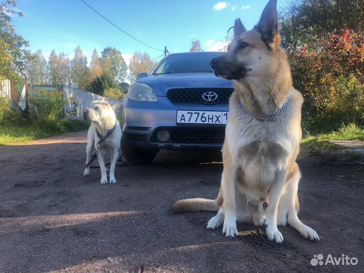 Собака в добрые руки