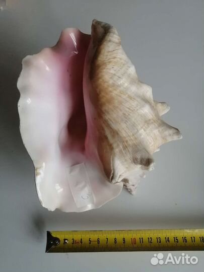 Раковина океаническая