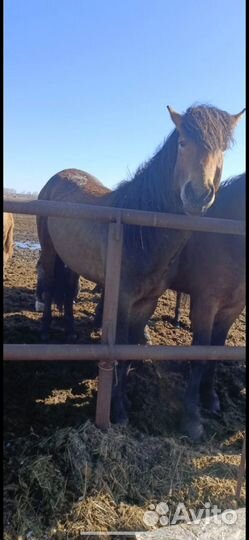 Продам лошадь