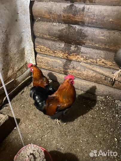 Молодые петухи