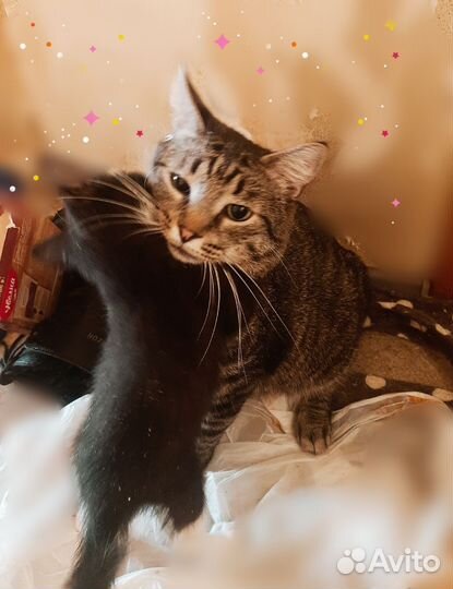 Котик полосатик, нянька