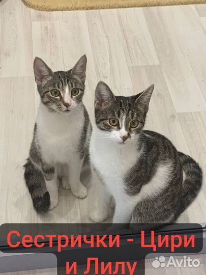 Котята в добрые руки