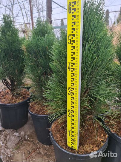 Сосна черная Грин Тауер