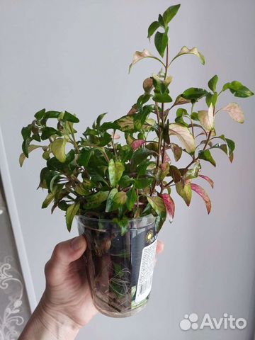 Альтернантера