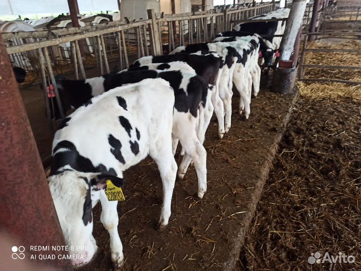 Телята бычки и