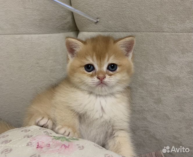 Британская короткошерстная золотая шиншилла