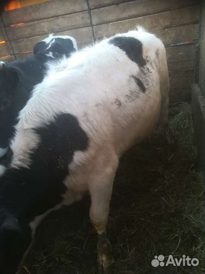 Бык и Телки