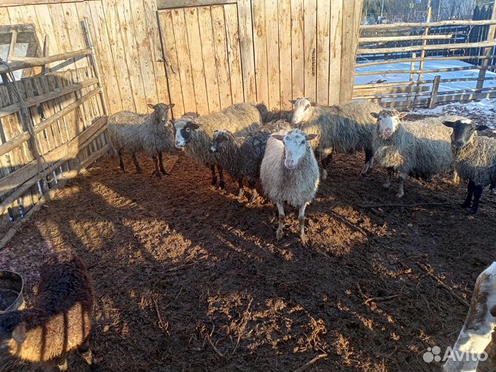 Бараны овцы ягнята