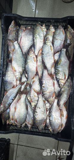 Азовская рыба свежемороженая опт