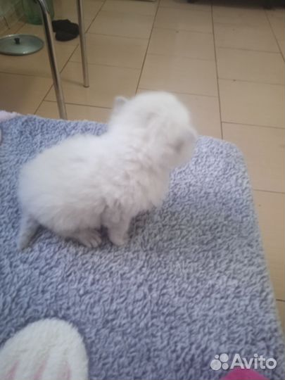 Котятки британцы