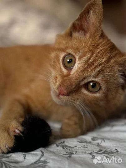 Рыжий котенок