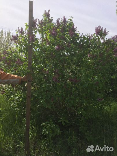 Крупномерная сортовая сирень
