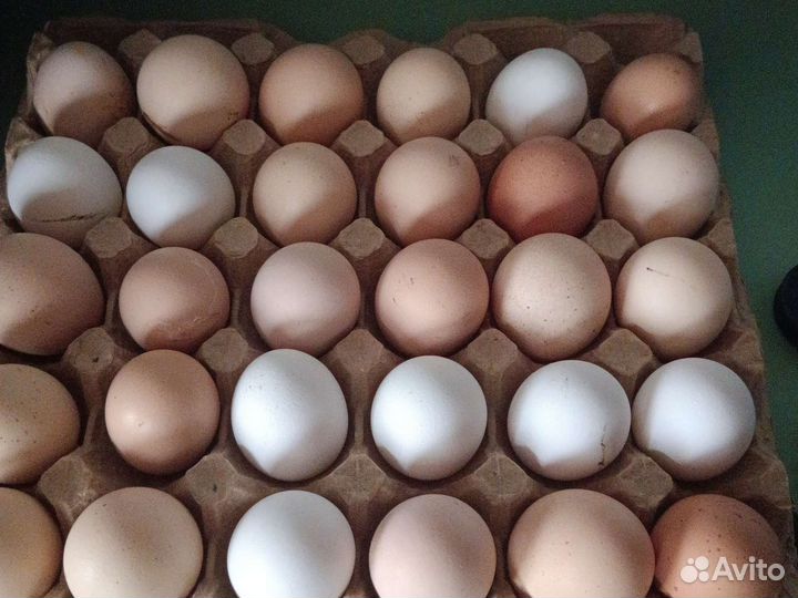 Домашние куриные яйца