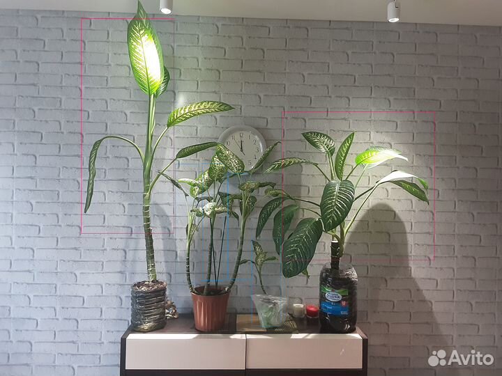 Диффенбахия