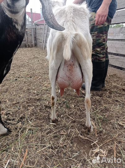 Продам молочных коз