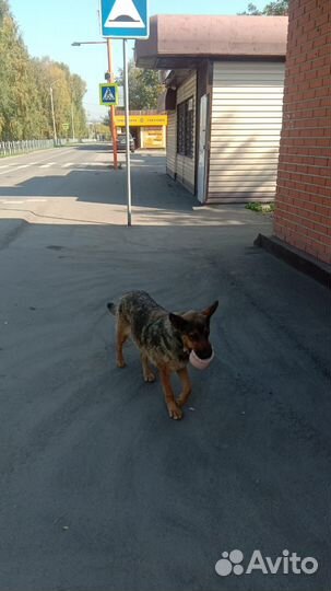 Собака в добрые руки