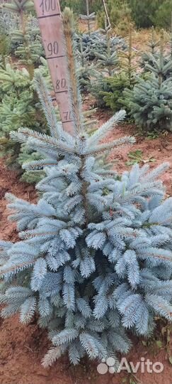 Ель голубая