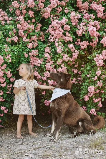 Шоколадная лайка Марта ищет дом