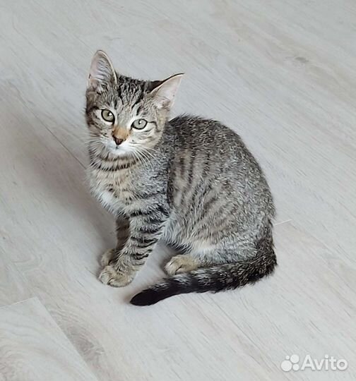 Котенок в семью