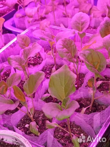 Рассада баклажан