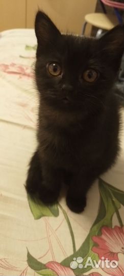 Кошка в дар