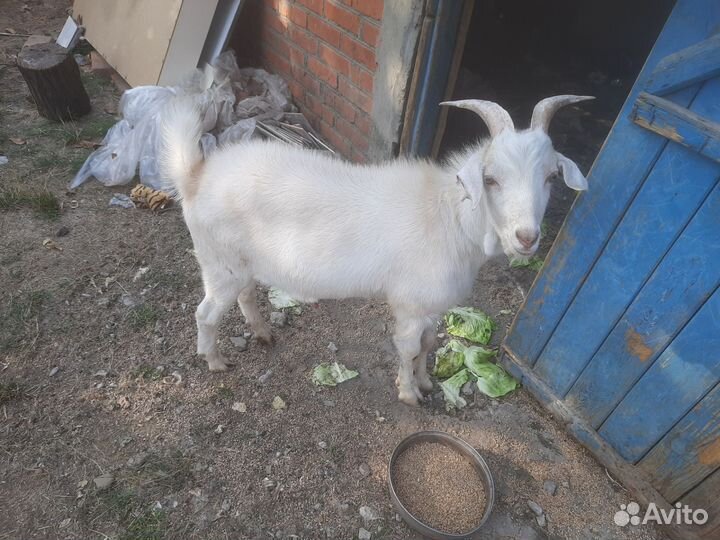 Продам козла