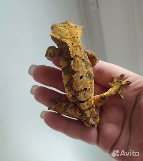 Реснитчатый бананоед, геккон, самец