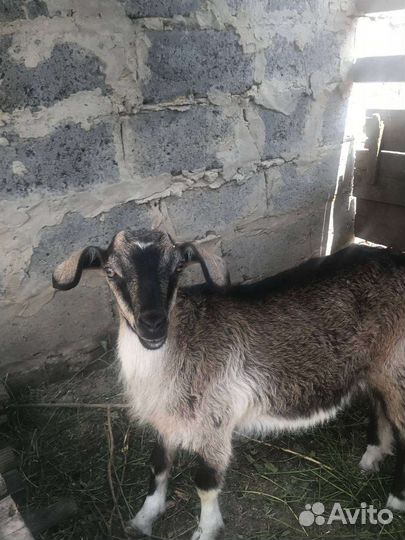 Козлята альпонубийскийе