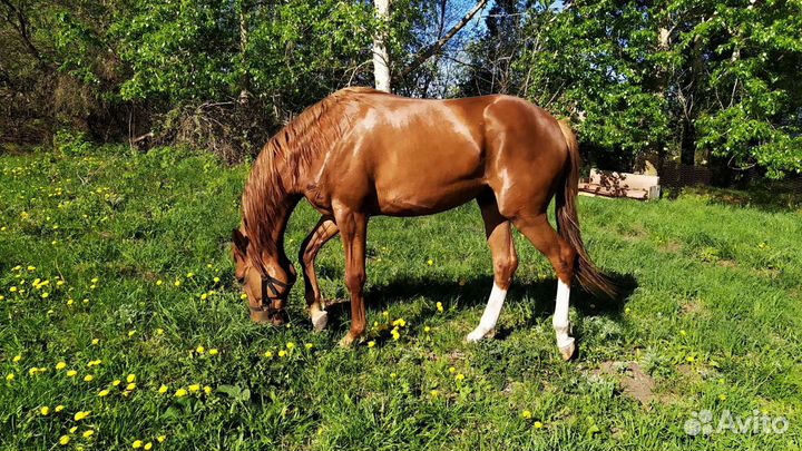 Навоз конский