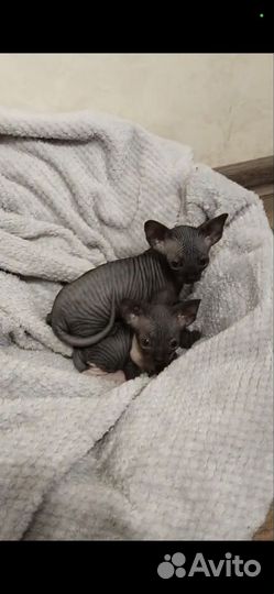 Канадский сфинкс