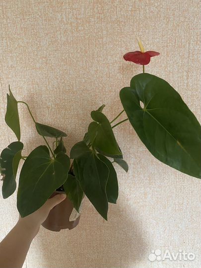 Антуриум красный