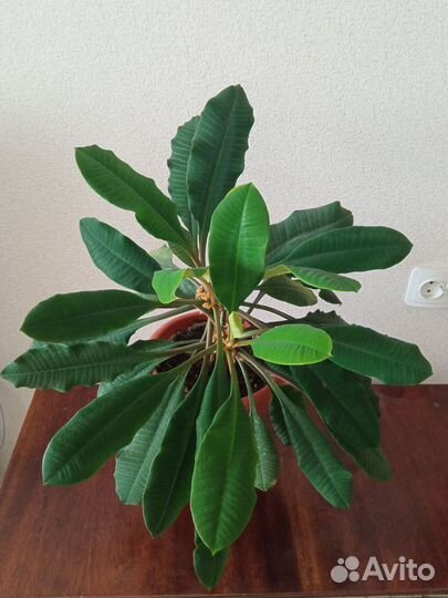 Молочай беложильчатый