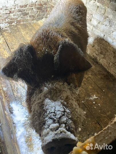 Услуги хряка чистокровного Дюрка