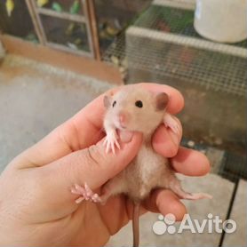 Крыса дамбо малыши