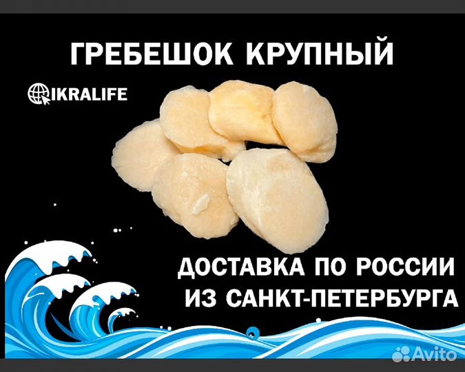 Гребешок крупный. Доставка по РФ сдэк