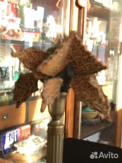 Рыба декоративная