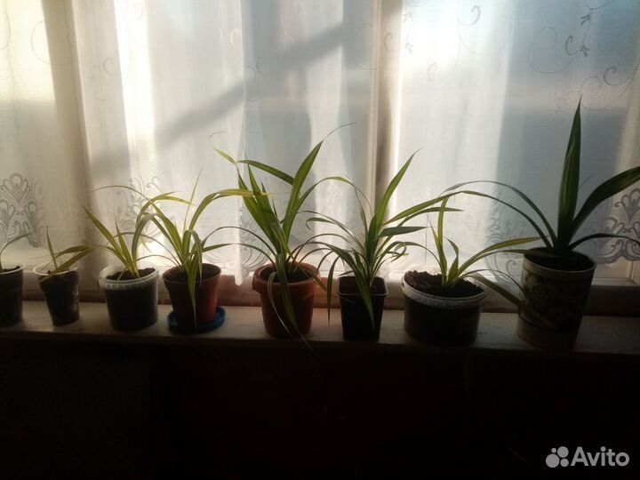 Панданус- цветок винтовая пальма