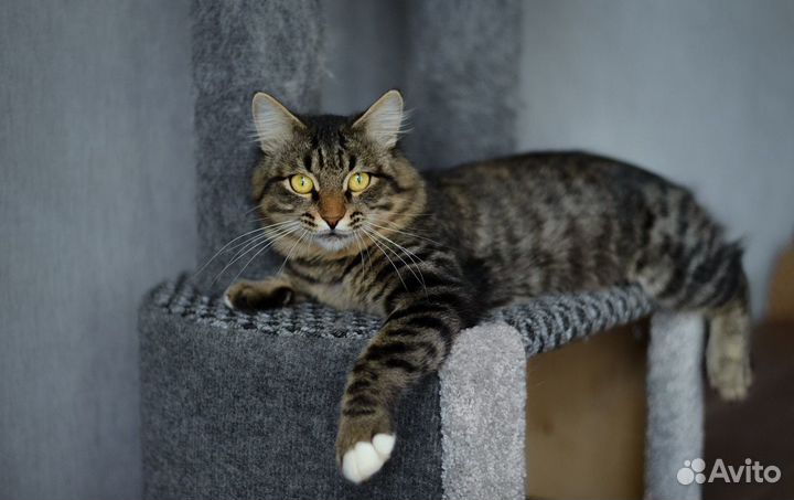 Молодой котик Теодор