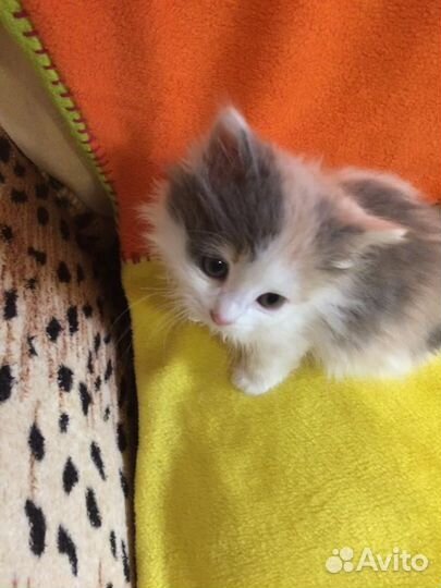 Красивые котята