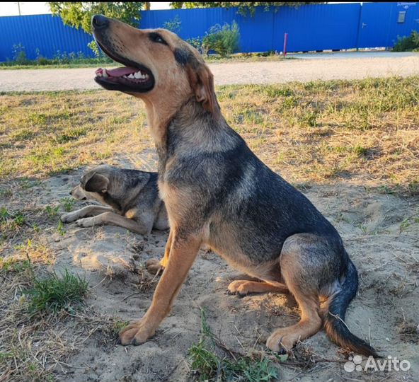 Собака в добрые руки отдам бесплатно