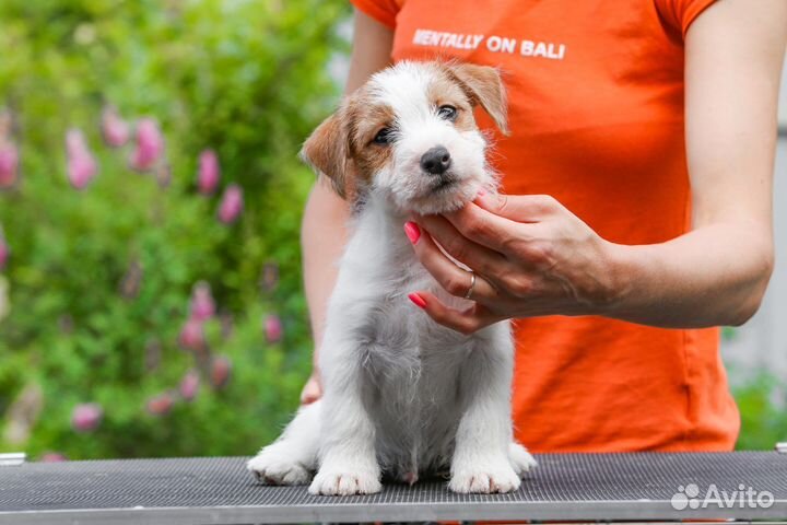 Джек рассел терьер