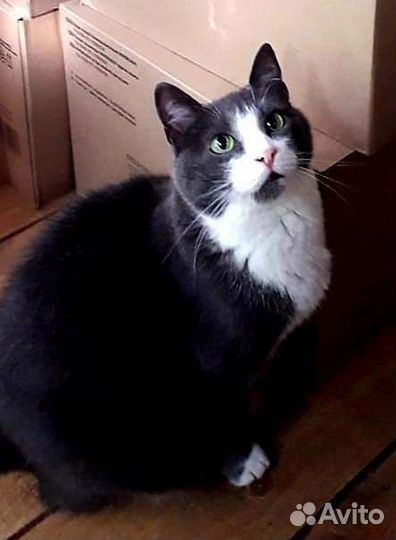 Кошечка Муся