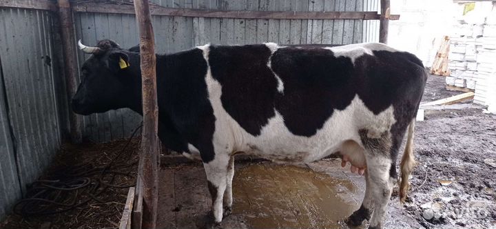 Корова и бык